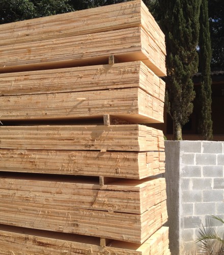 pinus verde