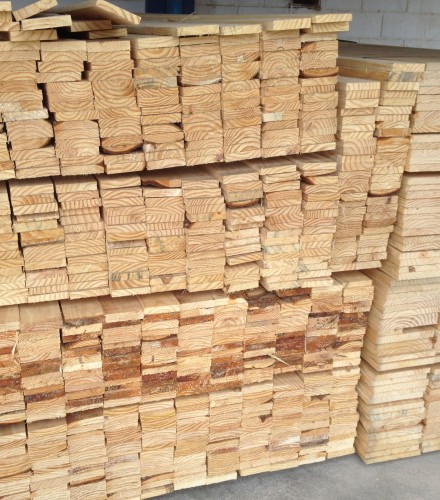 pinus